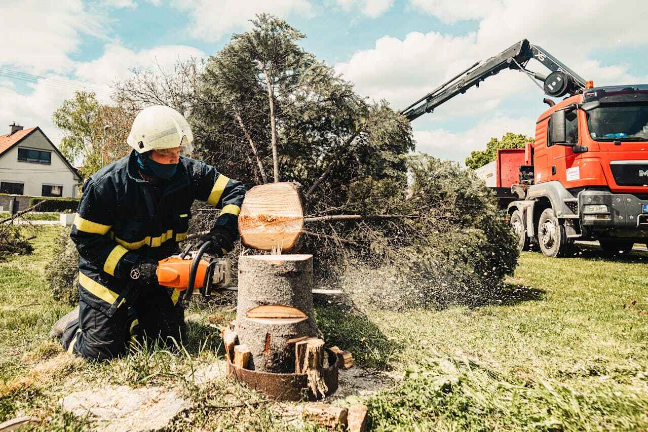 Best Tree Removal Near Me  in Union City, MI